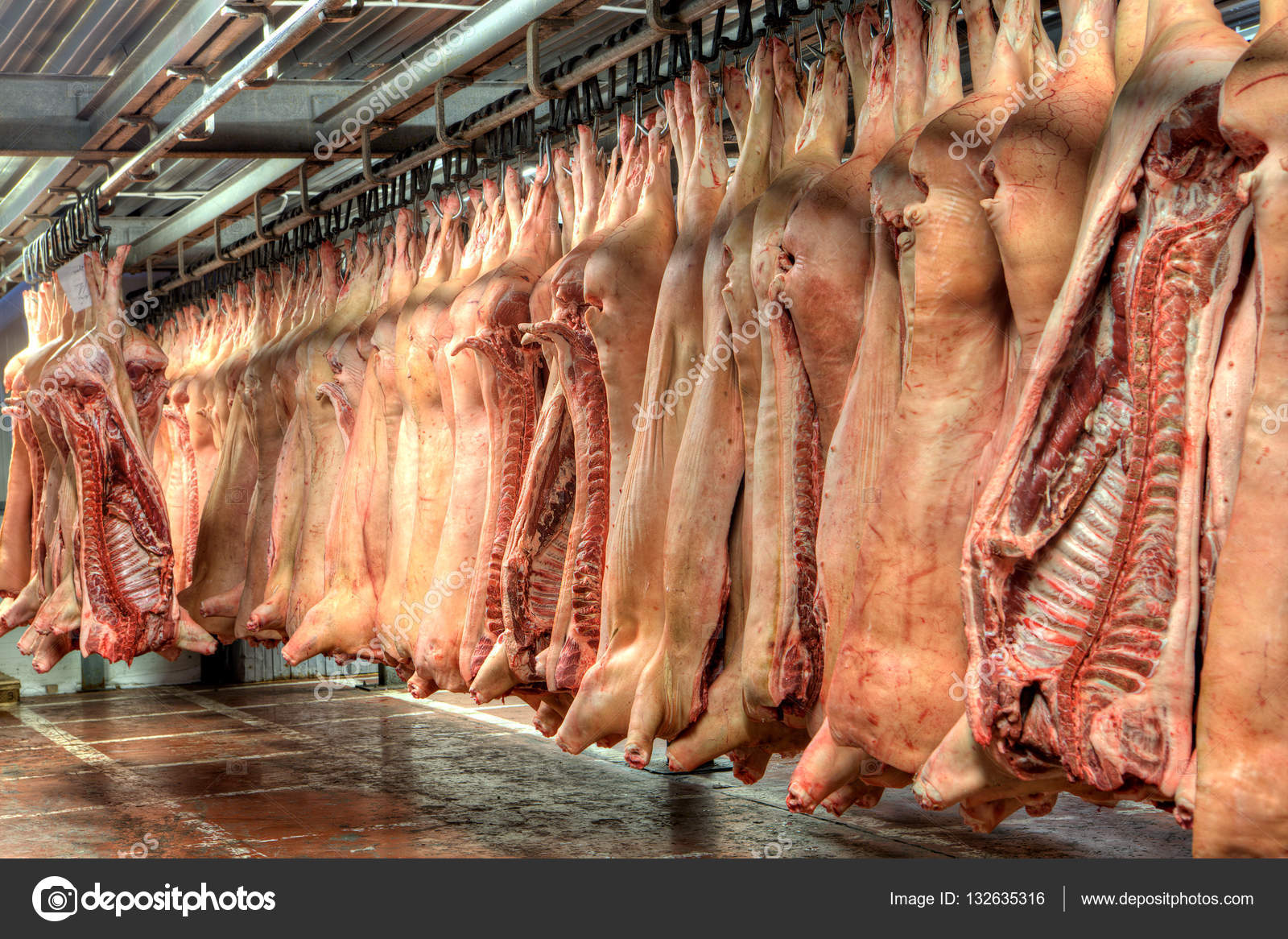 Cold storage room for meat, pork carcasses hanging in freezer. Stock Photo  by ©grigvovan 132635316